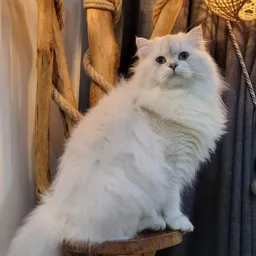 CİNS KEDİ BİLGİLENDİRME